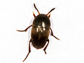 Ptomaphagus subvillosus